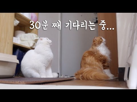 猫为什么要守护厕所